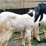 cara merawat kambing etawa