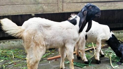cara merawat kambing etawa